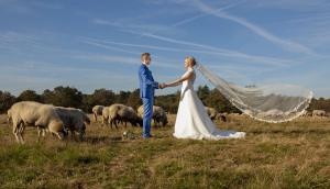 Bruidspaar tussen schapen op heide